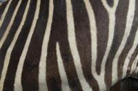 A fine Burchell's Zebra shoulder mount from South Africa, 90cm high, 75cm deep. [Ex-Bonhams 2010, Sale 19041, Lot 704] - 6