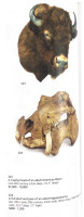A large full skull and jaw of an adult hippopotamus in Perspex box , 64.5cm high [Ex-Bonhams 2010, Sale 19041, Lot 324] - 16