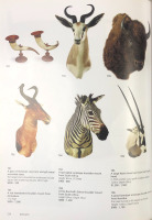 A fine Burchell's Zebra shoulder mount from South Africa, 90cm high, 75cm deep. [Ex-Bonhams 2010, Sale 19041, Lot 704] - 7