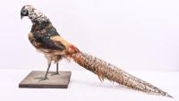 TAXIDERMY: A 'Lady Amherst&rsquo;s Pheasant' mounted on base, 354cm high, approximately 67cm long. - 2