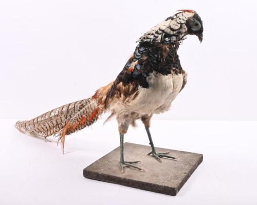 TAXIDERMY: A 'Lady Amherst’s Pheasant' mounted on base, 354cm high, approximately 67cm long.