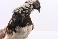 TAXIDERMY: A 'Lady Amherst&rsquo;s Pheasant' mounted on base, 354cm high, approximately 67cm long. - 4
