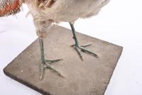 TAXIDERMY: A 'Lady Amherst&rsquo;s Pheasant' mounted on base, 354cm high, approximately 67cm long. - 5