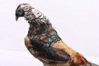 TAXIDERMY: A 'Lady Amherst&rsquo;s Pheasant' mounted on base, 354cm high, approximately 67cm long. - 6