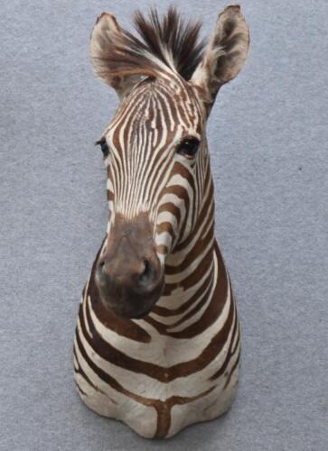 A good brown zebra shoulder mount from Southern Africa,&nbsp;73cm high. [Ex-Bonhams 2010, Sale 19041, Lot 830]