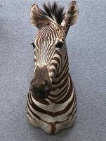 A good brown zebra shoulder mount from Southern Africa,&nbsp;73cm high. [Ex-Bonhams 2010, Sale 19041, Lot 830] - 2