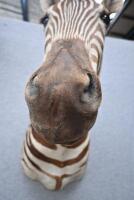 A good brown zebra shoulder mount from Southern Africa,&nbsp;73cm high. [Ex-Bonhams 2010, Sale 19041, Lot 830] - 3