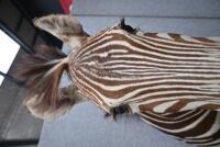 A good brown zebra shoulder mount from Southern Africa,&nbsp;73cm high. [Ex-Bonhams 2010, Sale 19041, Lot 830] - 4
