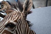 A good brown zebra shoulder mount from Southern Africa,&nbsp;73cm high. [Ex-Bonhams 2010, Sale 19041, Lot 830] - 6