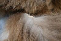 An antique brown-bear skin rug, 209cm long, 155cm wide. [Ex-Bonhams 2010, Sale 19041, Lot 369] [Saleroom Notice] - 5