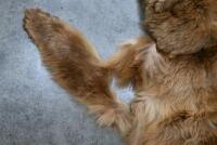 An antique brown-bear skin rug, 209cm long, 155cm wide. [Ex-Bonhams 2010, Sale 19041, Lot 369] [Saleroom Notice] - 6