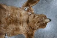 An antique brown-bear skin rug, 209cm long, 155cm wide. [Ex-Bonhams 2010, Sale 19041, Lot 369] [Saleroom Notice] - 8