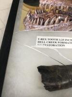 Very Large&nbsp;Tyrannosaurus rex&nbsp;Tooth Upper Cretaceous period (70 million) found in Hell Creek Formation, Montana [Ex-Bonhams 2011, Sale 19371, Lot 3107] - 3