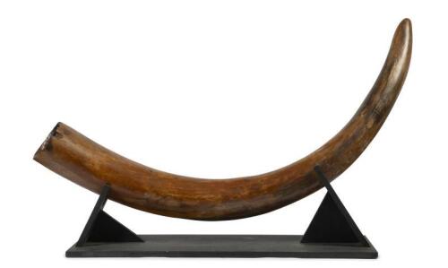 1 · An exceptionally rare and ancient Woolly Mammoth Tusk discovered in Siberia Russia, display on custom timber base, the tusk measures 170cm long, 15cm wide at largest point.