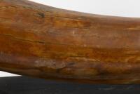 An exceptionally rare and ancient Woolly Mammoth Tusk discovered in Siberia Russia, display on custom timber base, the tusk measures 170cm long, 15cm wide at largest point. - 3