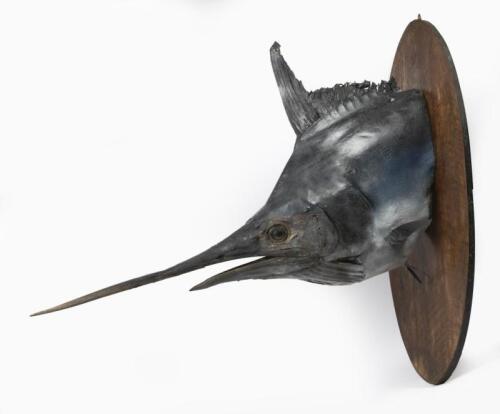 TROPHY FISH: A large Marlin trophy fish head, mount of timber plaque.