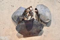 SEATS: Three metal saddles, with three leather covers [Sydney] - 8