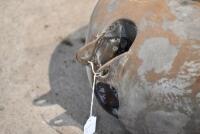 BSA: A large 1950s fuel tank, believed BSA [Sydney] - 4