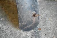 MUDGUARDS: A pair of mudguards, unknown make and model [Location: Sydney] - 5