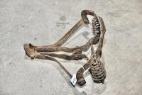 BROOKS: A heavyweight seat, believed to be Brooks. 14 inch width [Location: Sydney] - 6