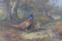 PHEASANT: Two limited edition prints of pheasants by Archibald Thorburn (1860-1935) - 3