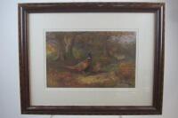 PHEASANT: Two limited edition prints of pheasants by Archibald Thorburn (1860-1935) - 4