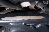 2016 Royal Enfield Classic 350 - Repairable Write Off (RWO) [Location: Melbourne] - 20