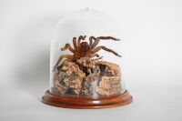 TARANTULA: A taxidermied Tarantula under dome