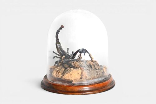 SCORPION: A taxidermied Scorpion under dome, 18cm high overall