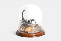 SCORPION: A taxidermied Scorpion under dome, 18cm high overall