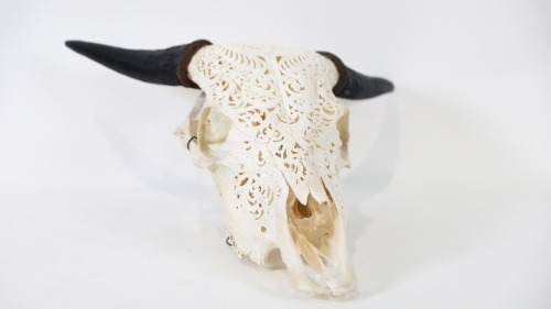 BULL SKULL: An authentic bull skull, with decorative carving, 56cm long