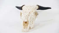 BULL SKULL: An authentic bull skull, with decorative carving, 56cm long - 2