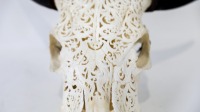 BULL SKULL: An authentic bull skull, with decorative carving, 56cm long - 3