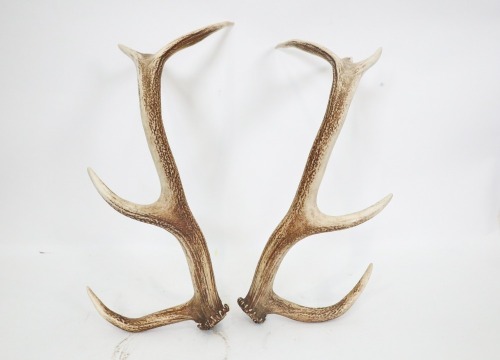 ANTLERS: A pair of imitation deer antlers, approx 55cm long