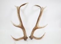 ANTLERS: A pair of imitation deer antlers, approx 55cm long