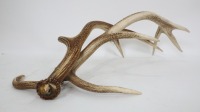 ANTLERS: A pair of imitation deer antlers, approx 55cm long - 2