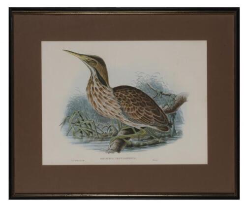 JOHN GOULD (1804-1881), Three Waterbirds and an Eagle , colour lithographs (Birds of Australia reprints)(4), 37 x 48cm