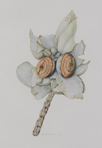 LOIS HUTCHINSON , Eucalyptus Macrocarpa, archival print, signed editioned and dated lower right: Lois Hutchinson 1/6 2014, 44 x 31cm