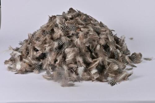 FEATHERS: A collection of small guinea fowl feathers