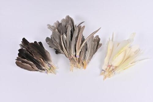 FEATHERS: A collection of large feathers including guinea fowl
