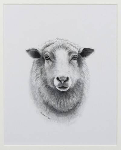 CATHY HAMILTON, Ewe (Untitled), pencil on paper, signed lower left: C Hamilton, 25 x 19cm