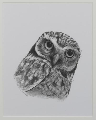 CATHY HAMILTON, Owl (Untitled), pencil on paper, signed lower left: C Hamilton, 25 x 19cm