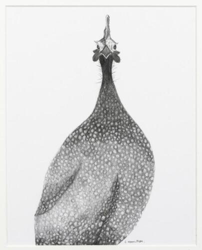 GUINEA FOWL: A pencil drawing of a guinea fowl by Cathy Hamilton and a guinea fowl decorated cushion