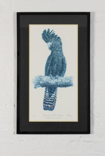 RED-TAILED COCKATOO: A limited edition print of a red-tailed black cockatoo by Gordon Hanley, edition 163 of 250, image size 69 x 34cm